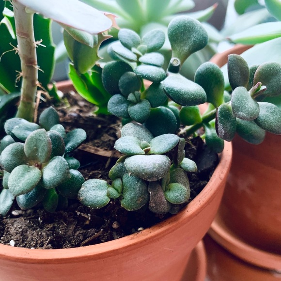 SOLD 🌱 Jade Starter Plant - Picture 1 of 5